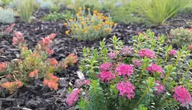 a group of flowers in a garden
