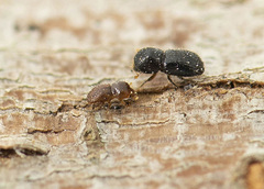 Polyphagous shot-hole borer