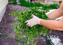 A person weeding