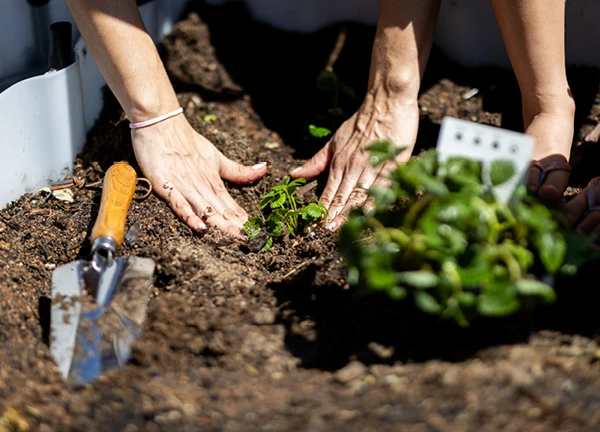 CSV_CommunityGardens_600x432 CSV_CommunityGardens_600x432
