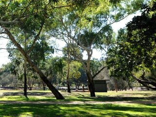 Image of beautiful shady trees at Coolbinia Oval