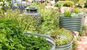 It’s thyme to visit our local community gardens
