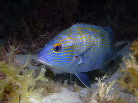 Goldspotted Sweetlips