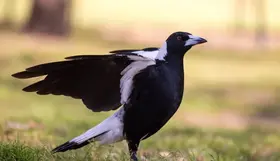 Be Swoop Smart in Spring