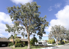 Street trees on verges