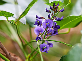 Native wisteria