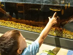 A child pointing at an exhibit