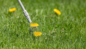 Weed control