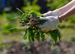 A person weeding