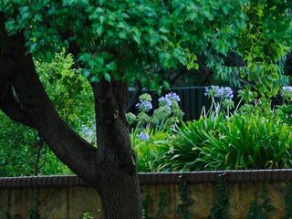 Image of lush greenery at Albert James Reserve