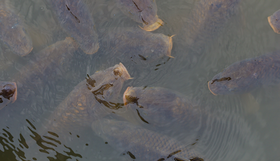 Carp in a pond