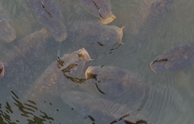 Carp in a pond