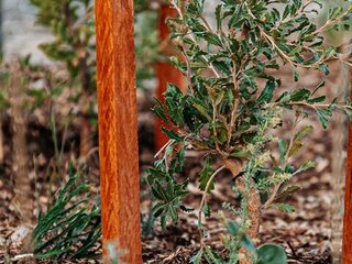 Native plants growing in mulch