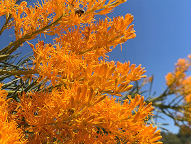Australian Christmas tree