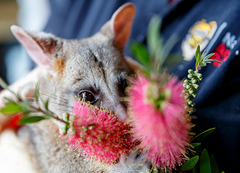 A possum sniffing banksia