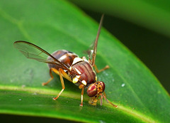 Queensland Fruit Fly