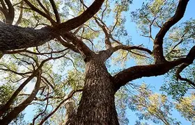 A view of treetops