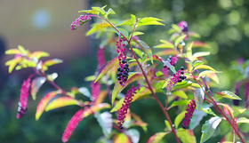 Biosecurity alert – pokeweed detected in City of Stirling