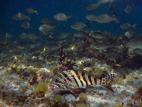 Redlip Morwong