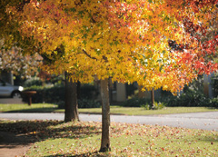 Verge tree
