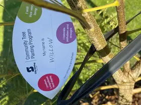 A street tree named Willow