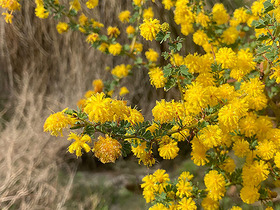 Native acacia