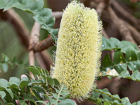 Banksia