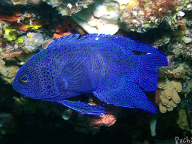 Southern Blue Devil