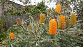 Banksia plants