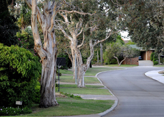 Verge trees