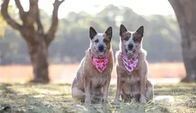 Two red heelers