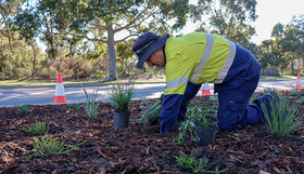 ity officer planting native vegetation in a mulched garden bed beside a roadside biodiversity corridor