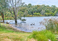 Swans in a lake