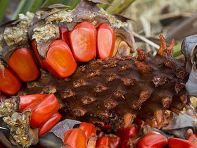 Zamia palm fruit