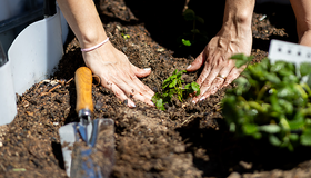 A plant being placed in soil