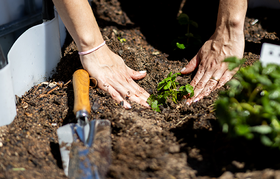 A plant being placed in soil
