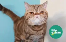 An orange cat