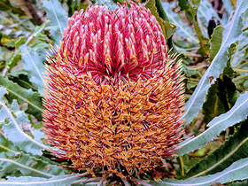 Banksia menziesii