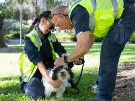 Rangers scan a dog for a microchip