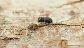 Polyphagous shot-hole borer at Jackadder Lake Reserve