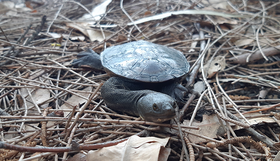 Snake-necked turtle