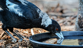 A magpie drinking water