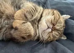 Tabby cat sleeping curled up on a dark blanket.
