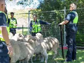 Rangers with sheep
