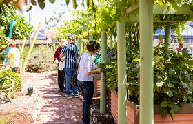 Volunteers in a community garden