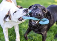 Two dogs playing tug-of-war with a blue toy outdoors on grass.