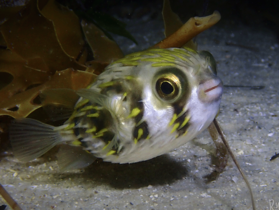 Globefish