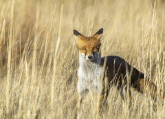 A fox in long grass