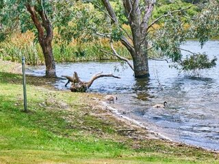 Image of ducks and swans