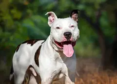 White dog with brown patches standing outdoors with its tongue out.